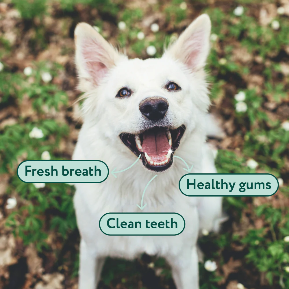 Dental Bright™ - Image 5