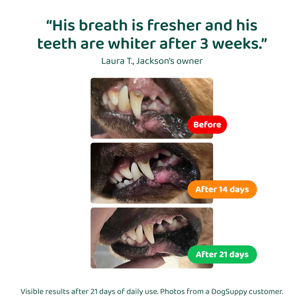 Dental Bright™ 🌿 100% natural 🫙 60 scoops - Image 9