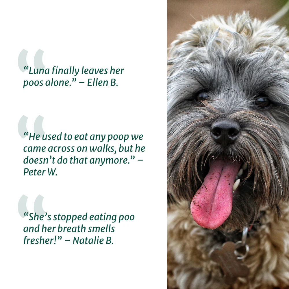 No Poo Eating 🌿 100% natural 🫙 60 soft chews - Image 5